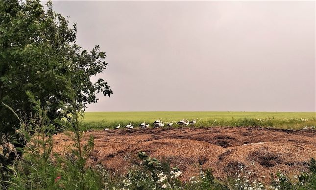 Чорногу́з — те саме, що Лелека, а також: бусол, бузько, бусьок, боцюн, гайстер